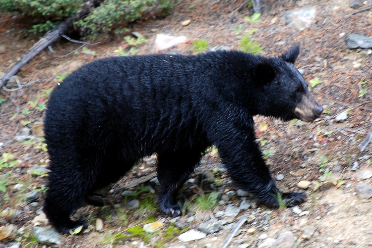 Gấu đen Bắc Mỹ - loại gấu nhỏ nhất chỉ có ở châu Mỹ