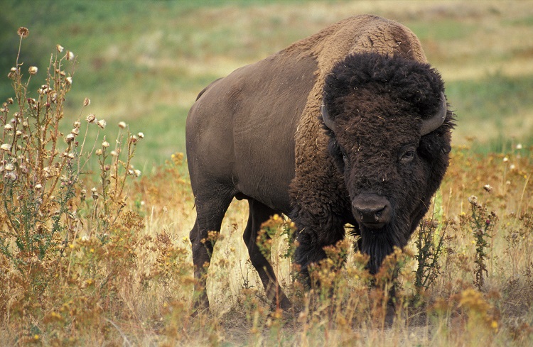 Bò Bison - loài động vật có vũ lớn nhất ở Bắc Mỹ