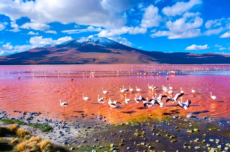 Laguna Colorada, Bolivia có màu đỏ ấn tượng